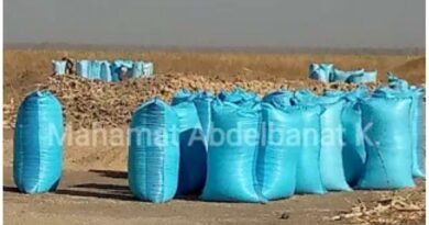 Am-Timan : Béréberé en chute libre, la bonne récolte qui ruine les producteurs du Salamat