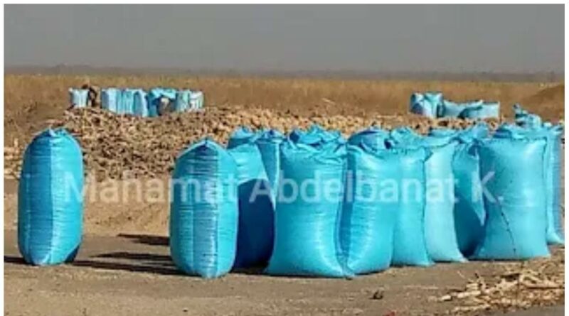 Am-Timan : Béréberé en chute libre, la bonne récolte qui ruine les producteurs du Salamat